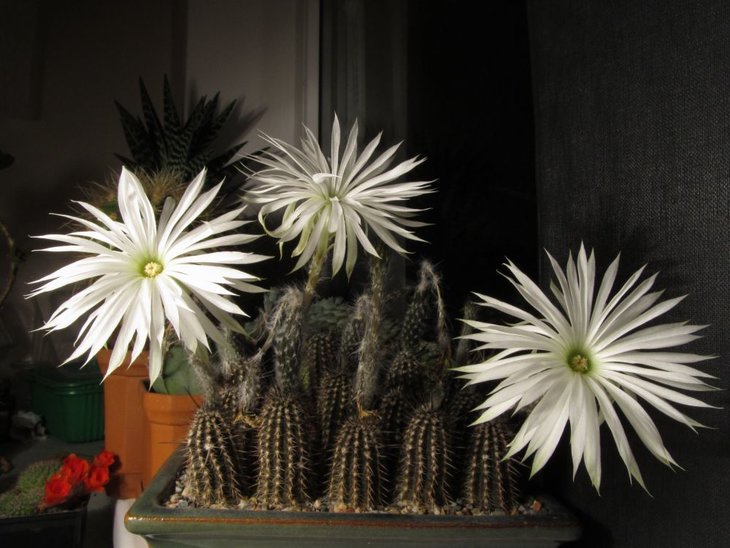 Setiechinopsis mirabilis