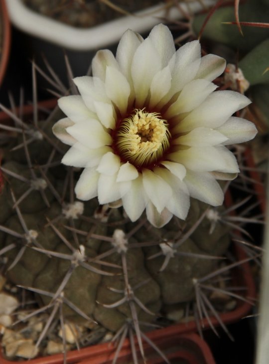 Gymnocalycium sp.