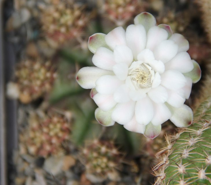 Gymnocalycium damsii ssp. multiproliferum