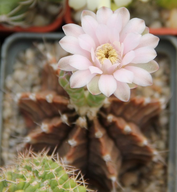 Gymnocalycium friedrichii
