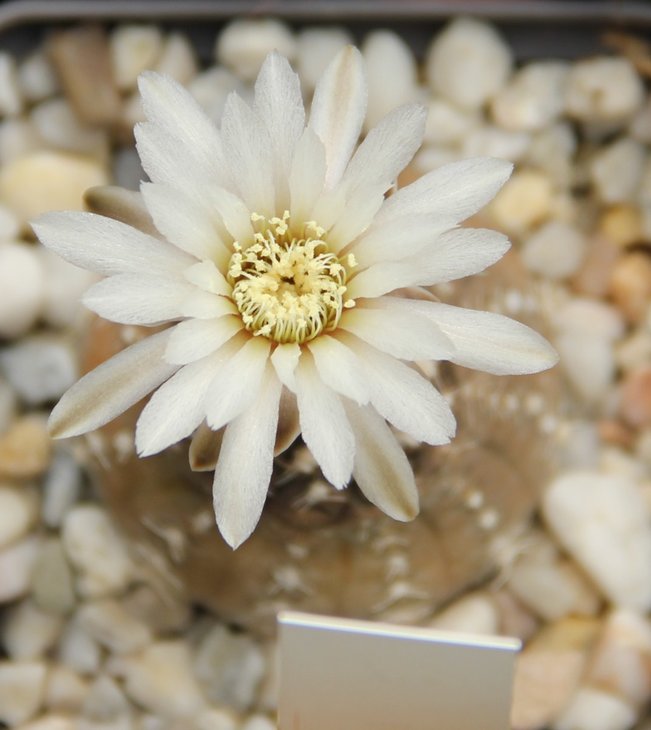 Gymnocalycium ragonesii