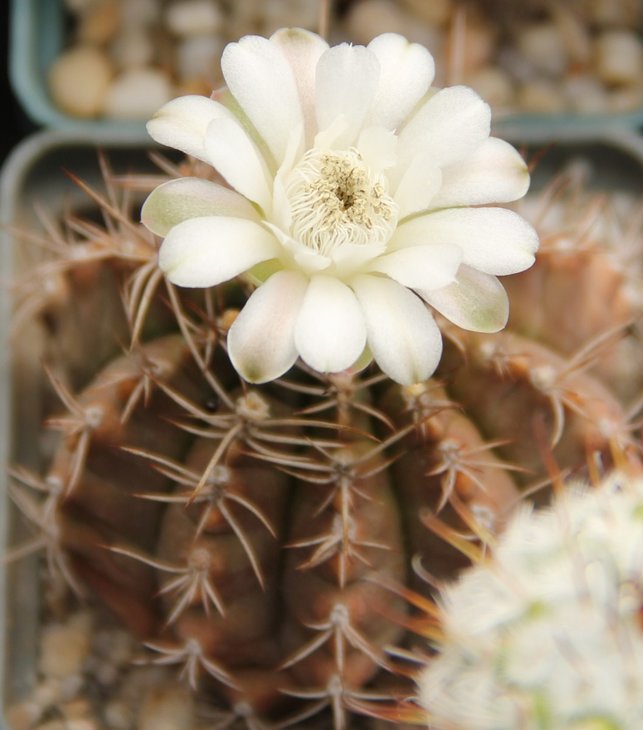Gymnocalycium anisitsii
