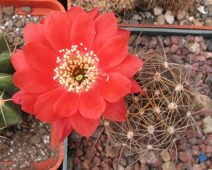 Lobivia sp.