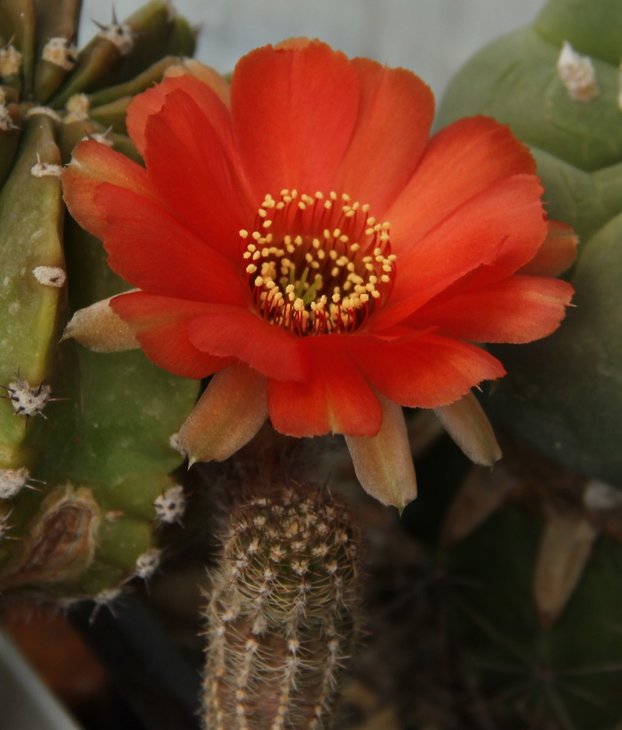 Chamaelobivia hybrid