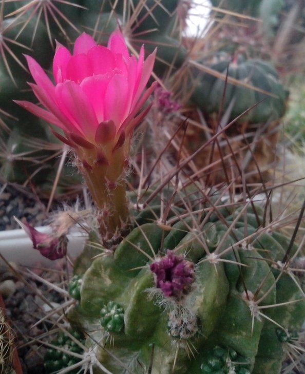 Lobivia sp.