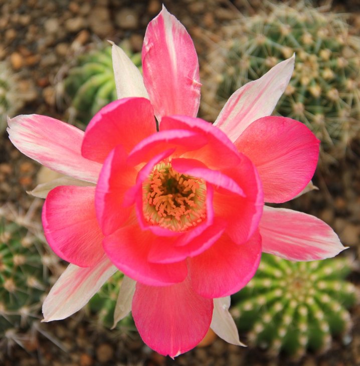 Echinopsis hybrid