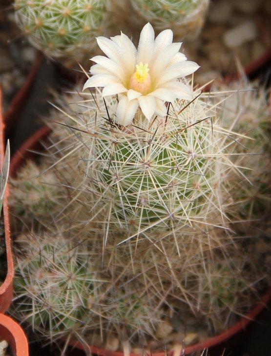 Escobaria zilziana