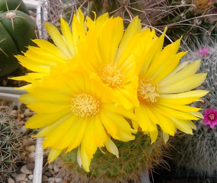 Parodia mutabilis