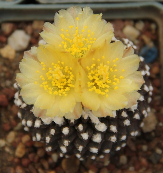 Copiapoa tenuissima monstrose