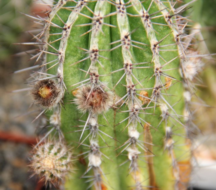 Echinopsis haku jo