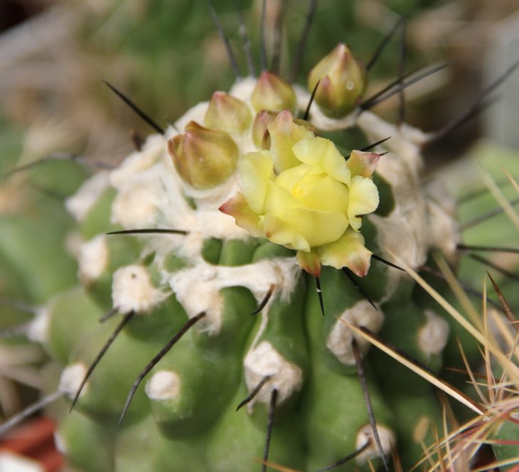 Copiapoa humilis