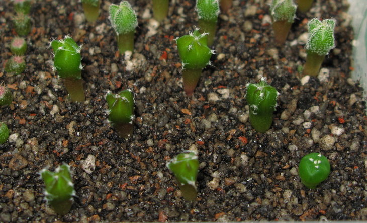 A.miriostigma cv.Suminagaschi.jpg