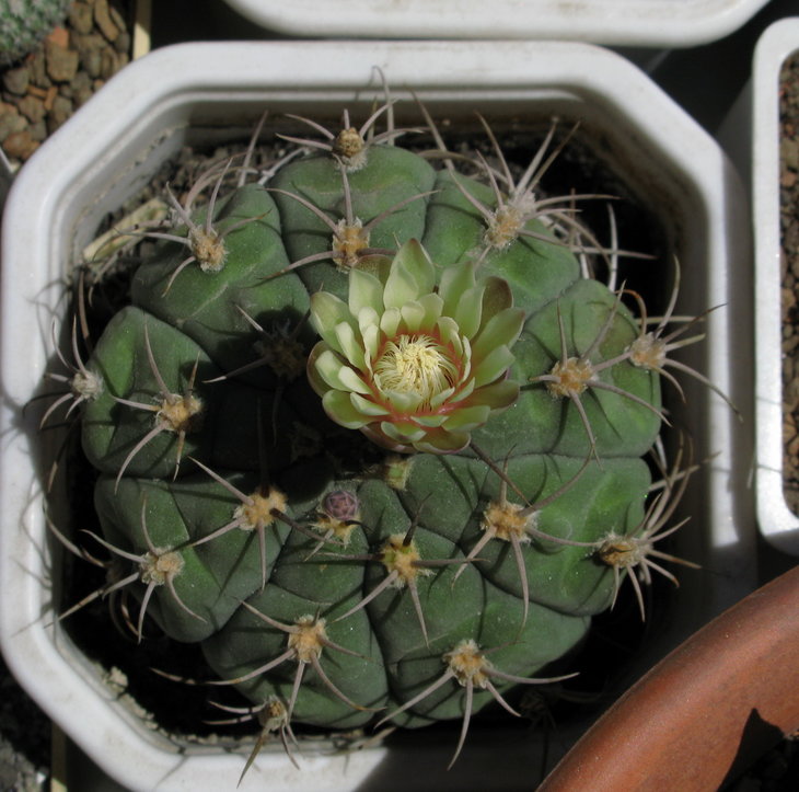 Gymnocalycium bayrianum Долгое время это растение было мной забыто и стояло в тени. Роскошная колючка длиной в 4-5 см деградировала. Исправление займёт не один год.