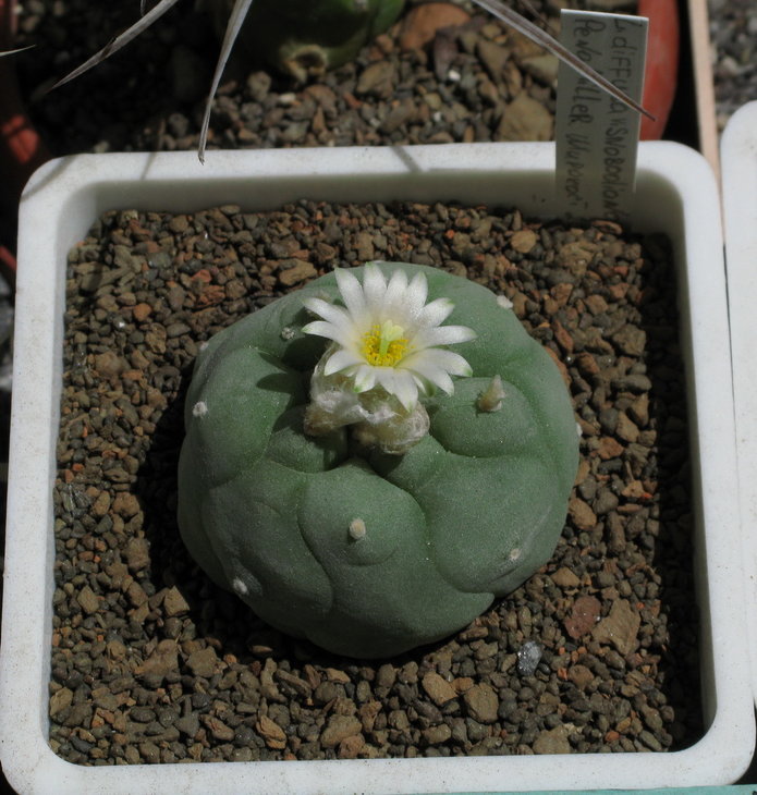 Lophophora diffusa v swobodaiana