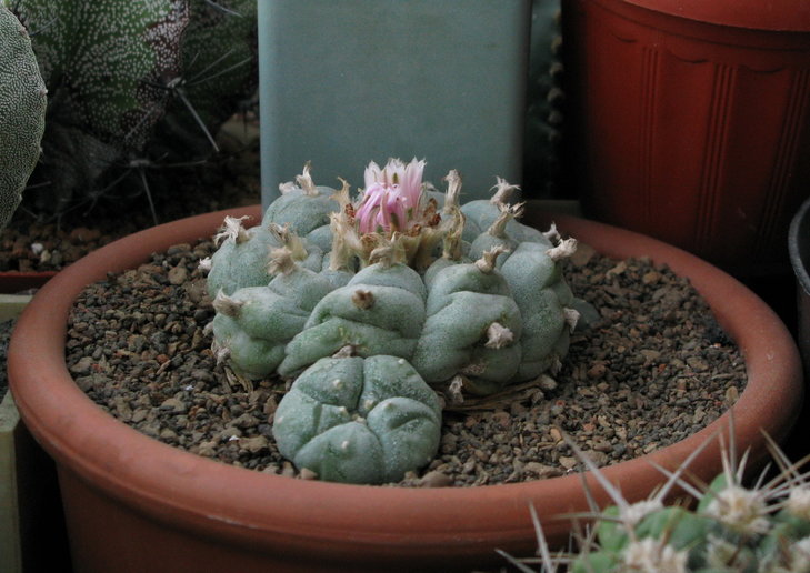 Lophophora williamsii
