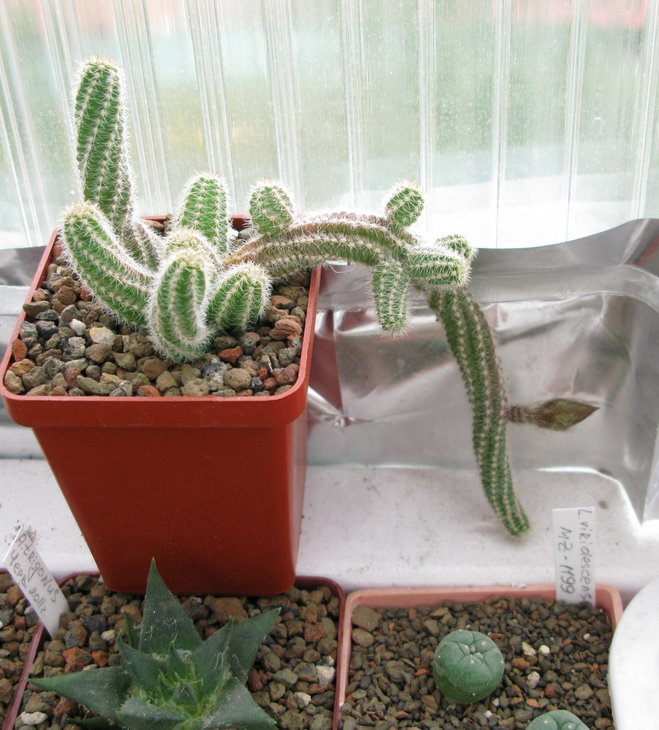 Chamaecereus silvestrii - первое цветение.