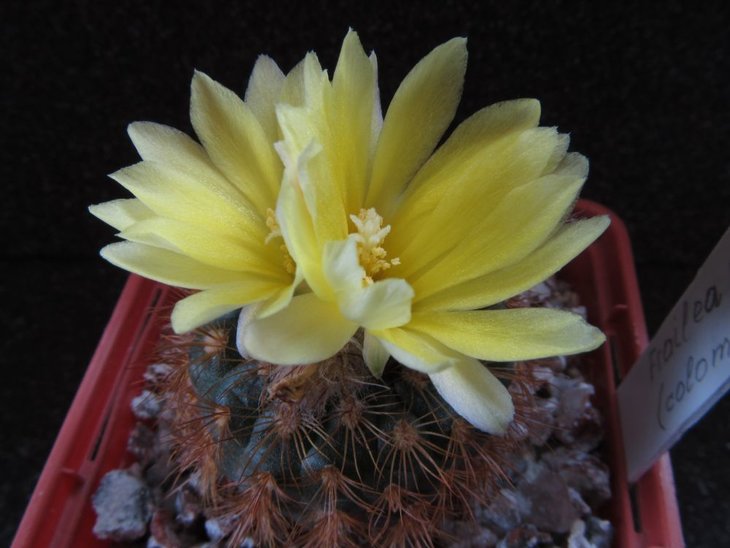 Frailea colombiana