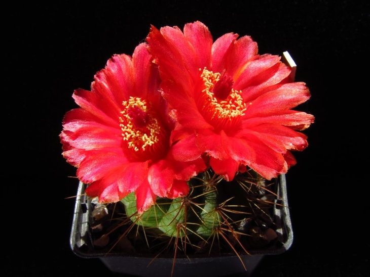 Notocactus ottonis v.vencluianus