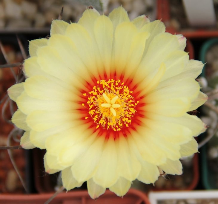 Astrophytum crassispinum 'Socorro'