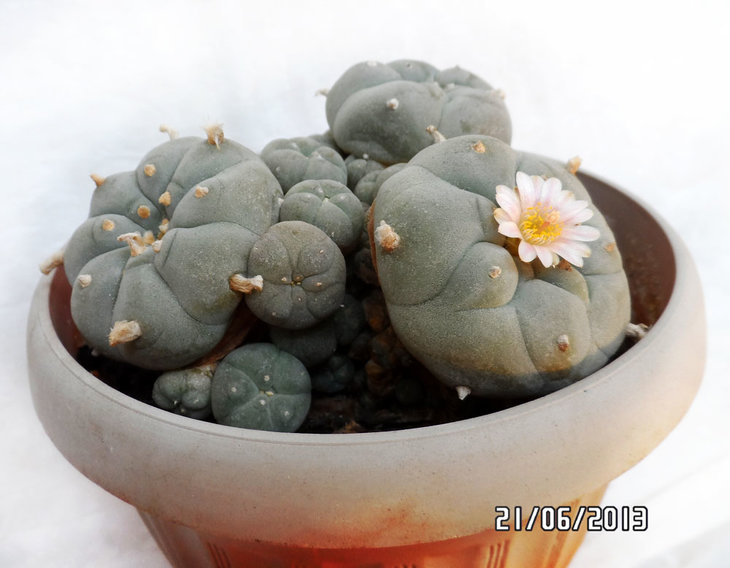 Lophophora-w21.jpg