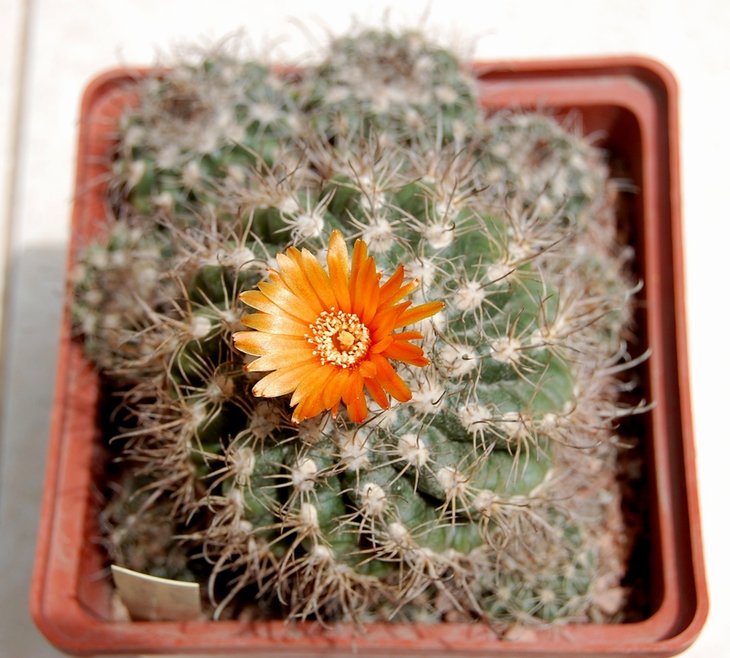 Parodia mairanana.jpg