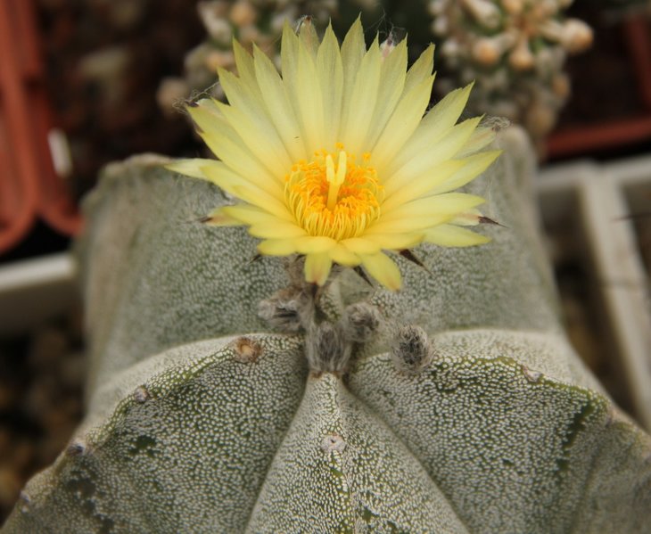 A. myriostigma