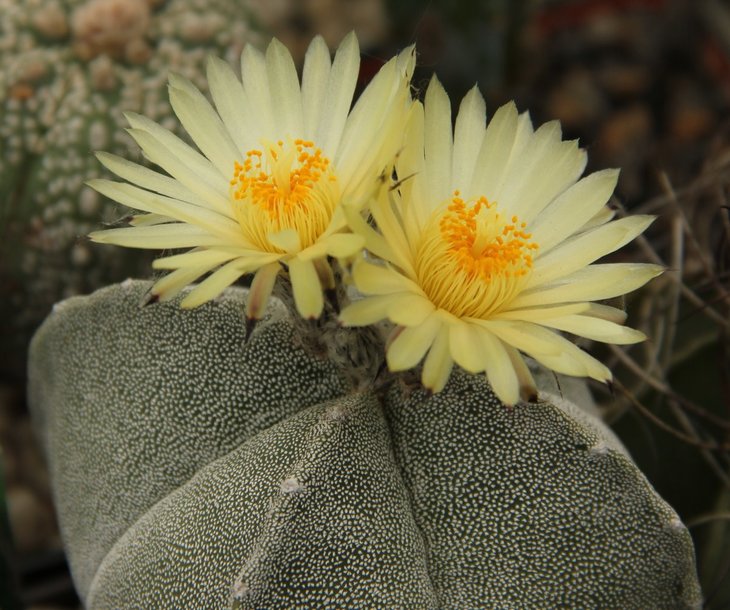 A. myriostigma quadro