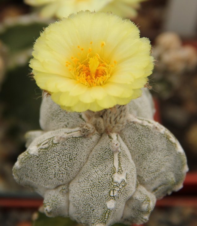 Astrophytum &quot;strongi smile&quot;