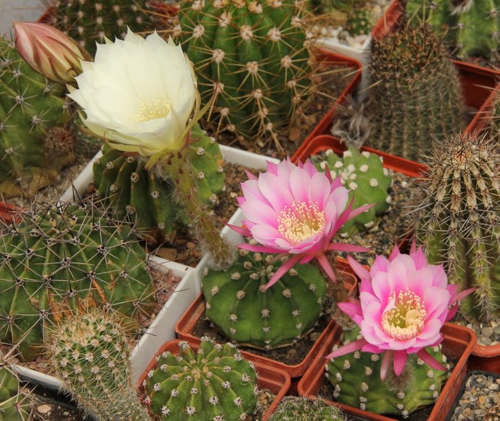 Echinopsis subdenudata hb.