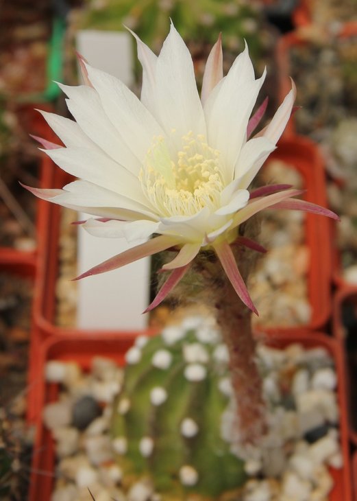 Echinopsis subdenudata