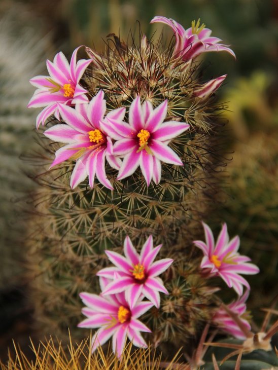 Mammillaria blossfeldiana