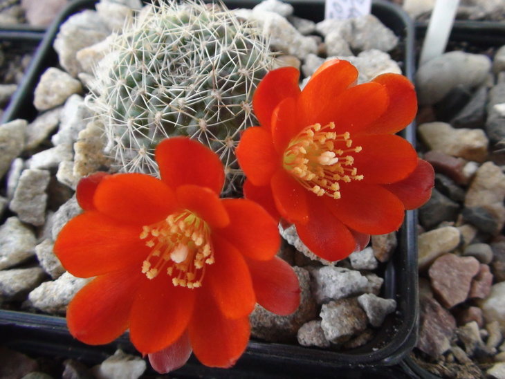 Aylostera gibbulosa