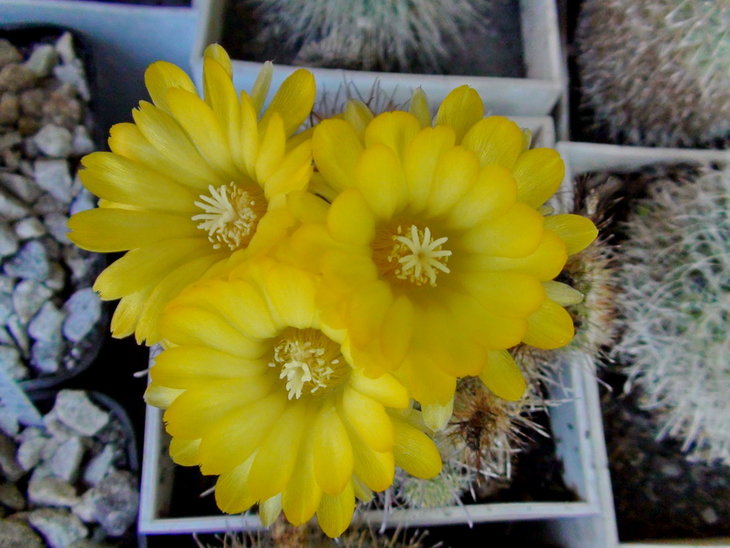 Parodia mutabilis