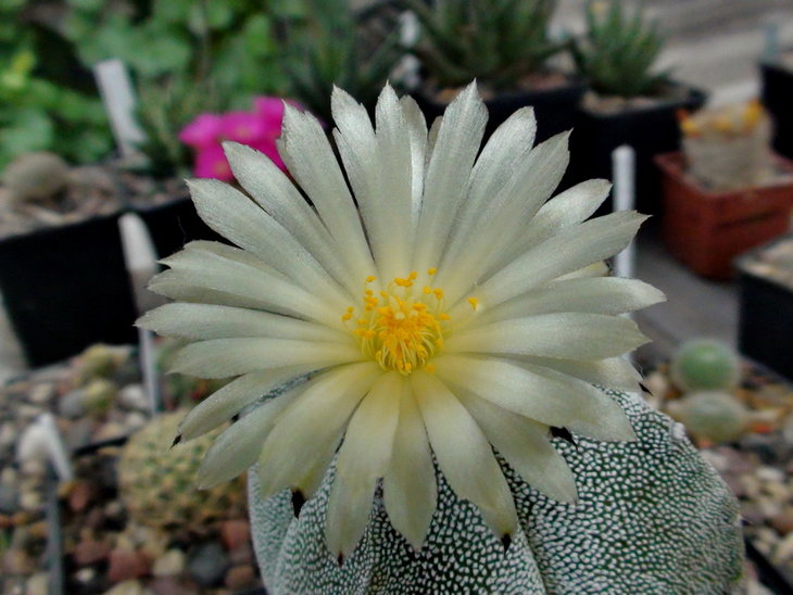 A.