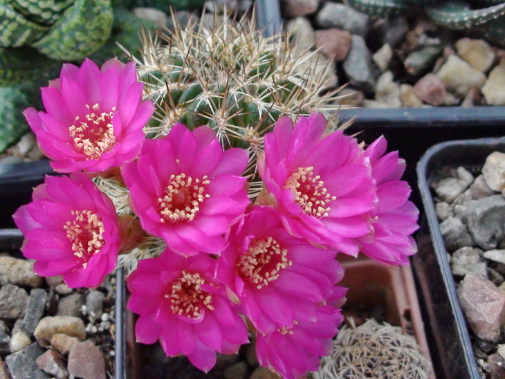 Sulkorebutia Cylindrica JO658