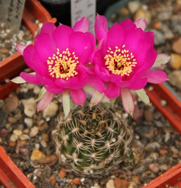 Lobivia tiegeliana pusilla R90