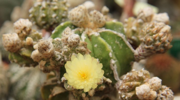 Astrophytum myriostigma hb.