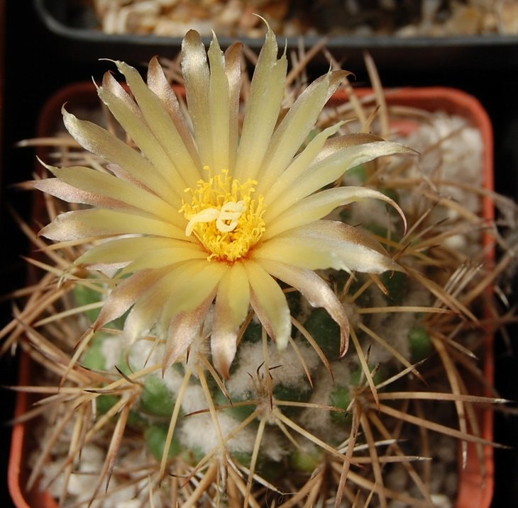Coryphantha sulcolanata.jpg