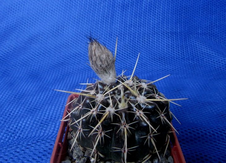 Notocactus turecechianus.