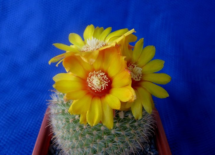 Parodia mutabilis