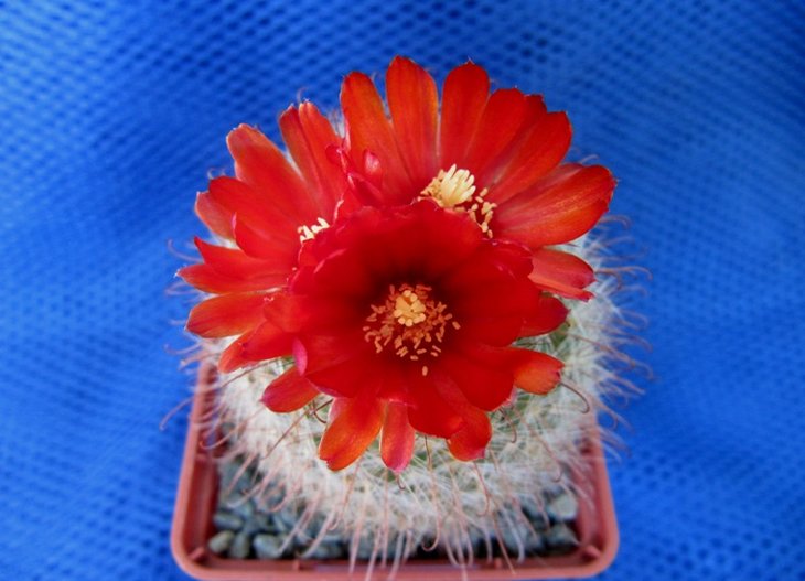 Parodia rubriflora