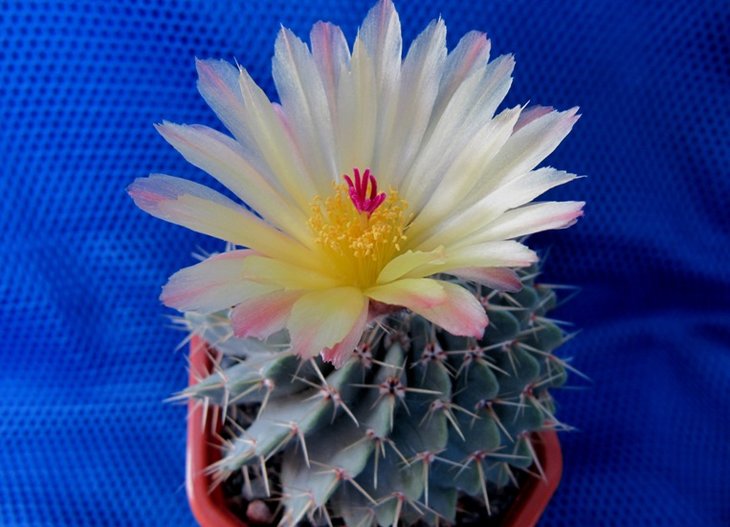 Notocactus buiningii