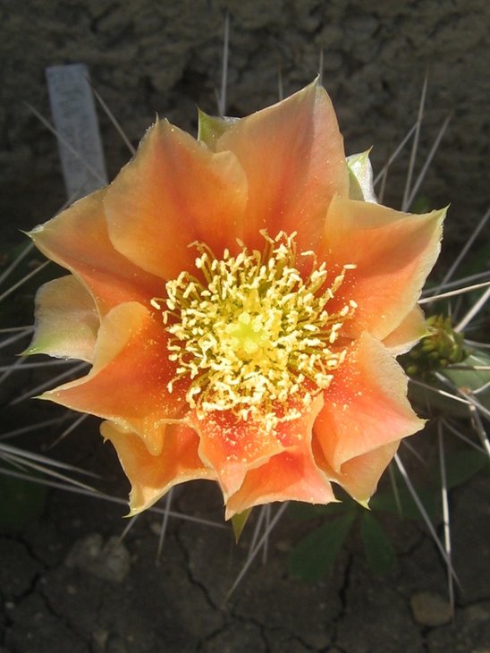 macrorhiza v. pottsii.JPG