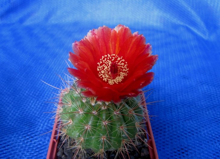 Notocactus ottonis v.vencluianus