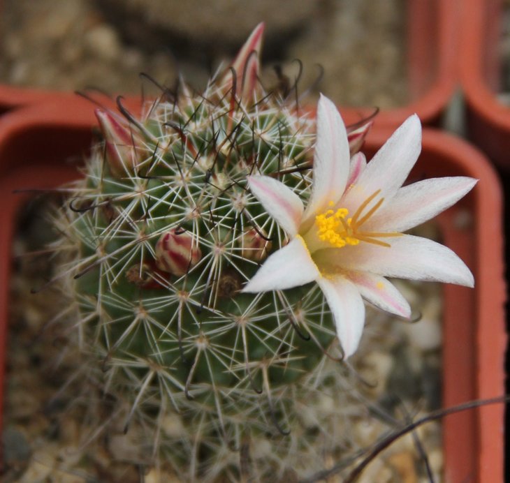 Mammillaria louisae
