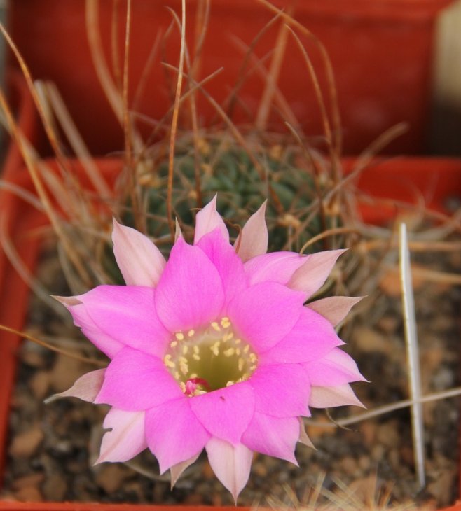 Lobivia wrightiana