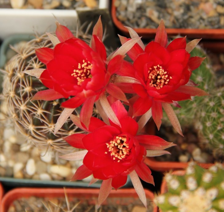 Lobivia sp.