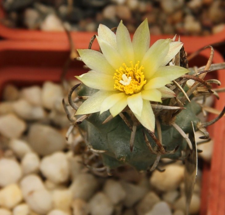Turbinicarpus flaviflorus