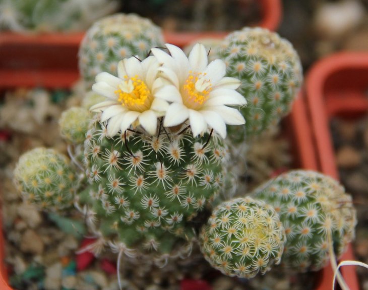 Turbinicarpus sp.