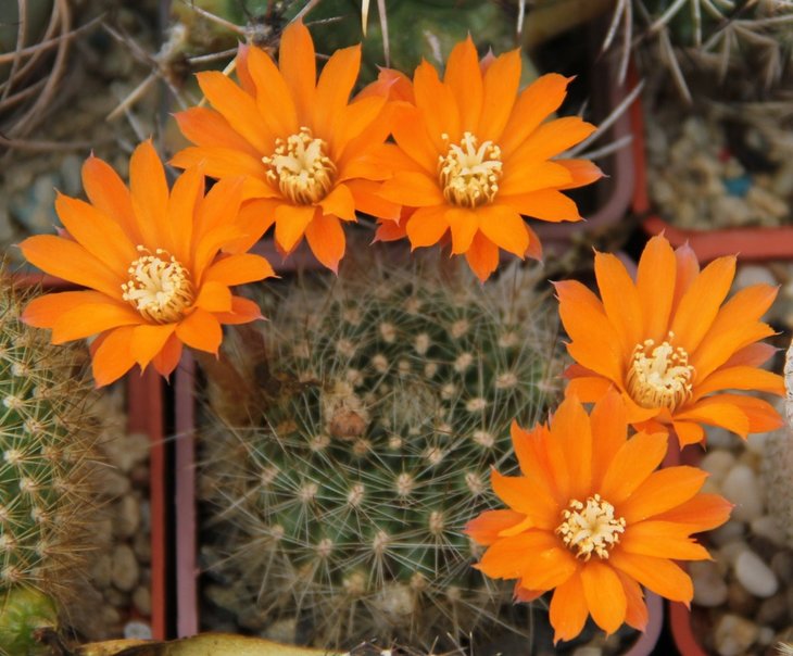 Rebutia flavistyla